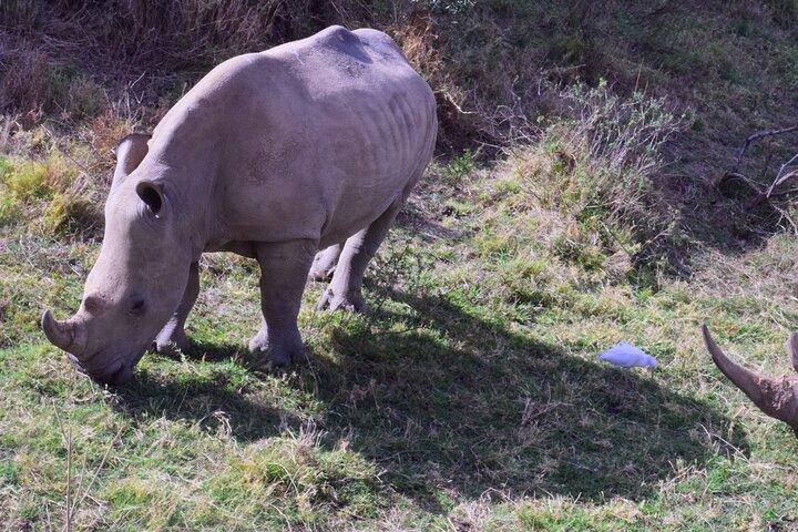 Olpejeta Lake Nakuru & Masai Mara 5 days and 4 nights.
