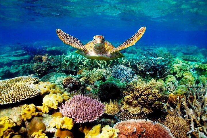 Excursion to Ras Mohammed Sharm El Sheikh by bus