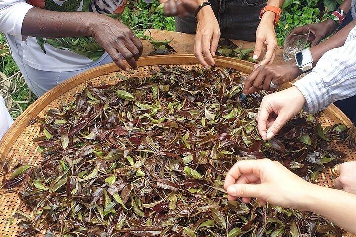 Gatura Greens Purple Tea Farm Private Tour From Nairobi