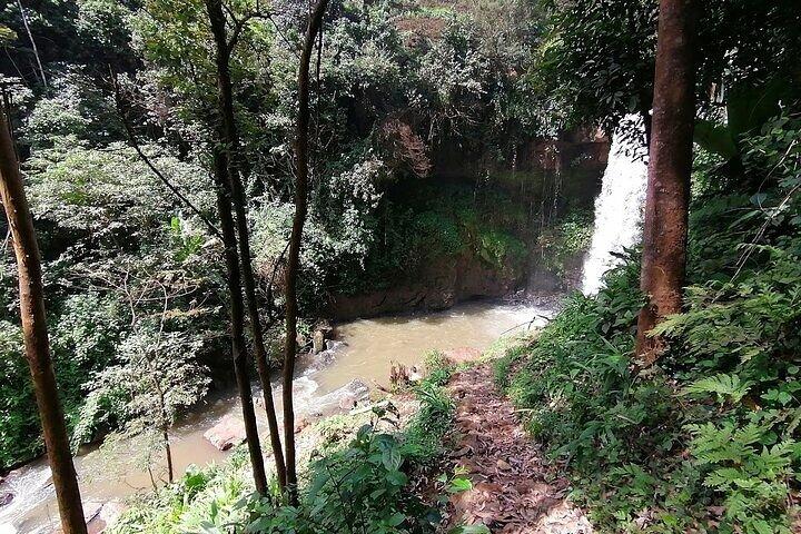 Gatura Greens Purple Tea Farm Private Tour From Nairobi