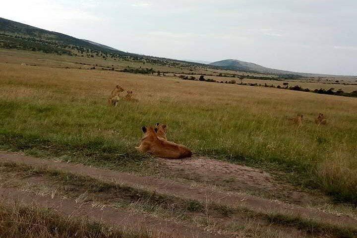 6 Days Private Tour in Wildebeest Migration Safaris