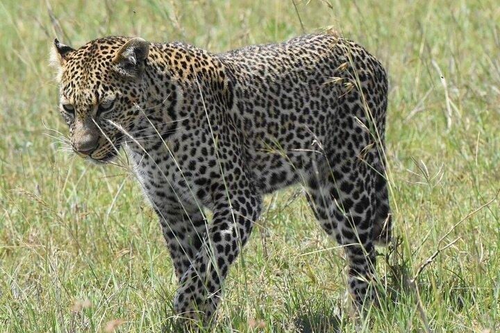 6 Days Private Tour in Wildebeest Migration Safaris