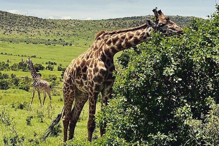 6 Days Private Tour in Wildebeest Migration Safaris