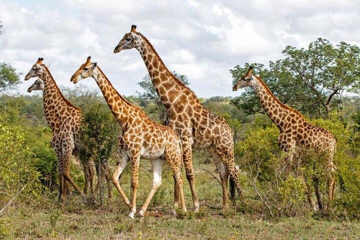 Half Day Tala Game Reserve and Natal Park from Durban