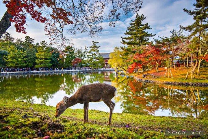 Private Tour Kyoto-Nara w/Hotel Pick Up & Drop off from Kyoto