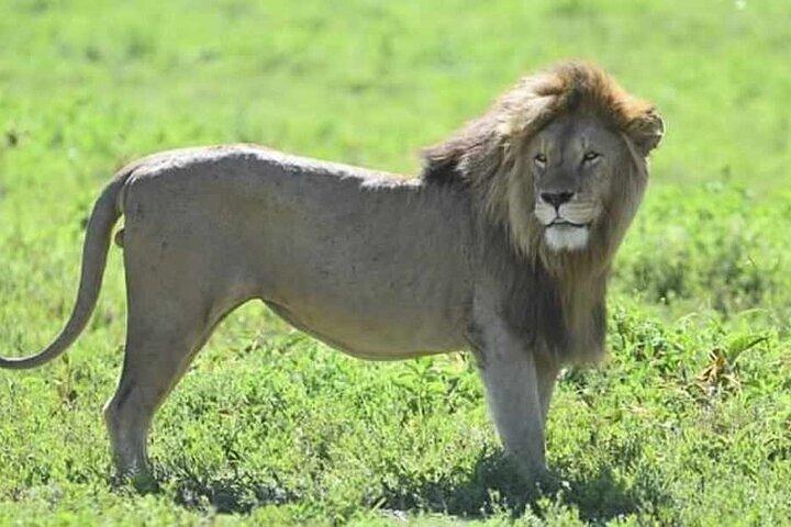 3-Day Maasai Mara Safari Tour in a 4 x4 Land Cruiser Jeep