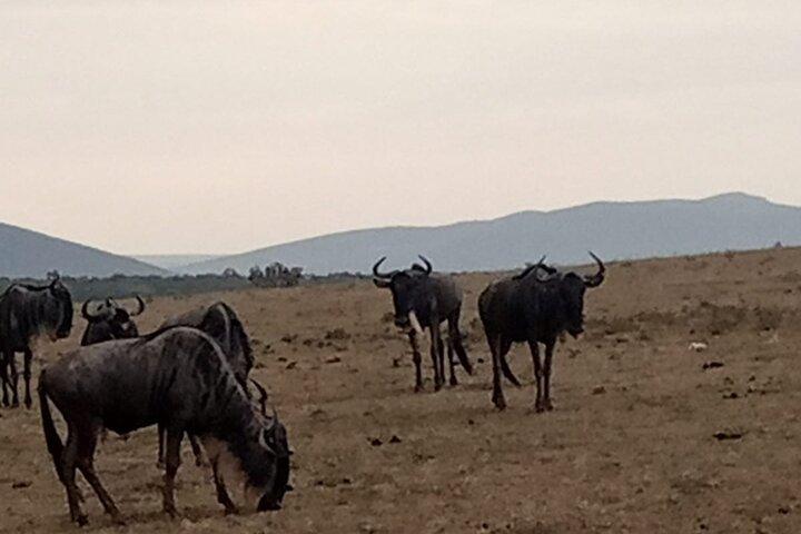 3-Day Maasai Mara Safari Tour in a 4 x4 Land Cruiser Jeep