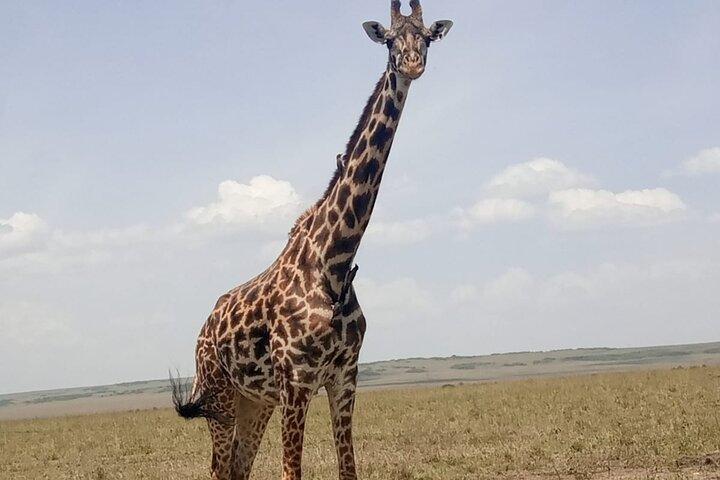 3-Day Maasai Mara Safari Tour in a 4 x4 Land Cruiser Jeep