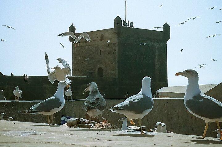 Full Day Tour To Essaouira From Marrakech