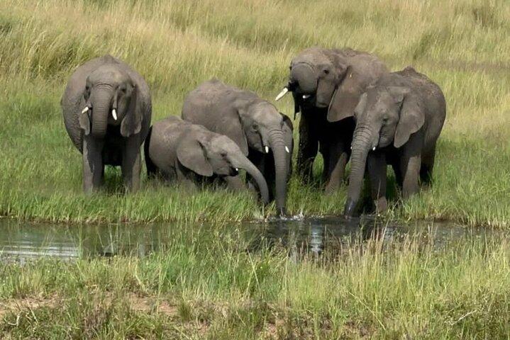 6 Days Private Tour in Wildebeest Migration Safaris