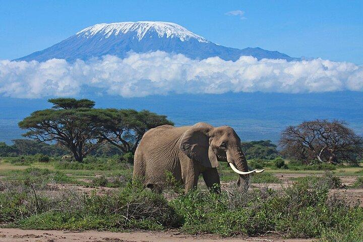 14 Days Family Safari Experience in Kenya