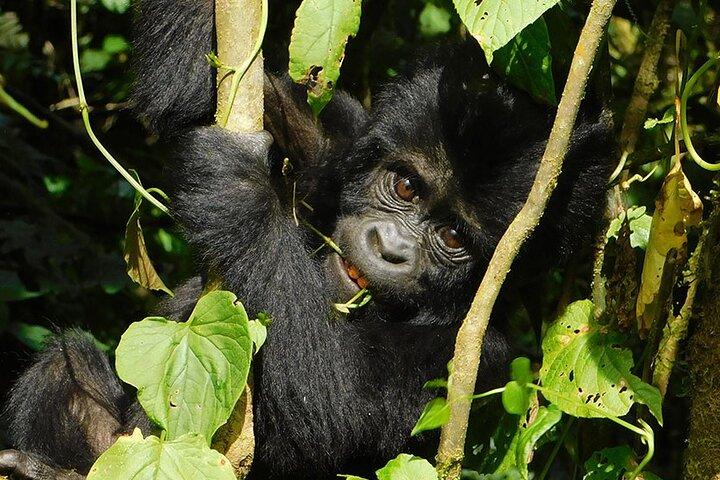 7-Day Uganda Gorillas and Chimpanzee Tracking Safari
