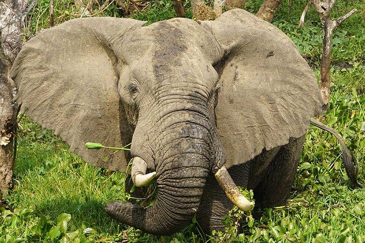 7-Day Uganda Gorillas and Chimpanzee Tracking Safari