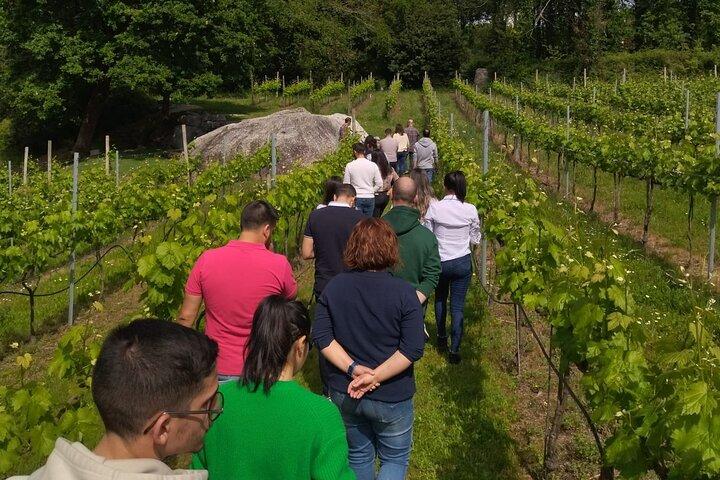 Tasting the best wines of the region with a Sommelier in Braga