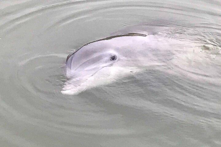 90 Minute Tour to See Dolphins in Hilton Head Island