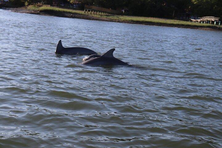 90 Minute Tour to See Dolphins in Hilton Head Island
