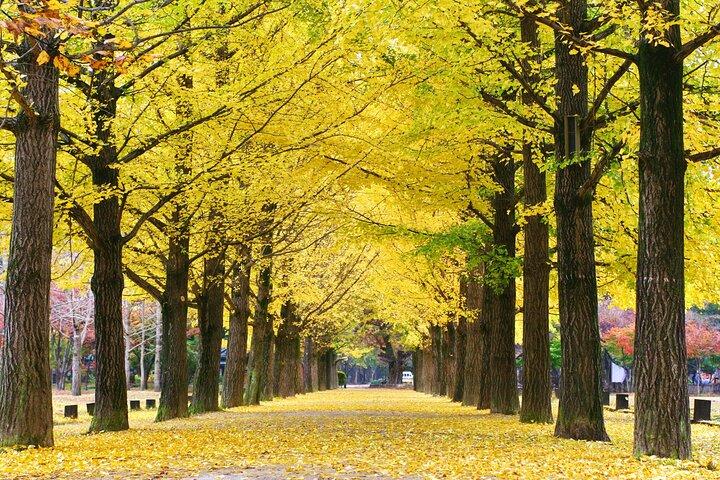 Full Day Private Tour Nami Island & Gangchon Elysian Ski