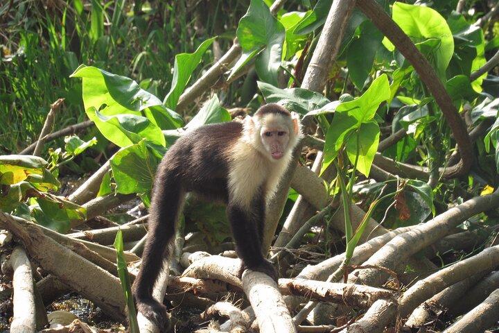 Wildlife boat tour Panama Canal Sloth Sanctuary Butterfly Garden