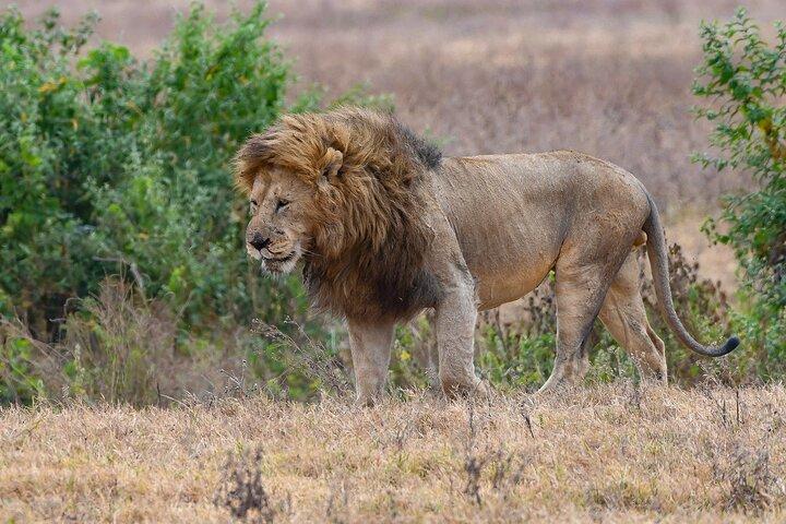 5 Days Migration Safaris