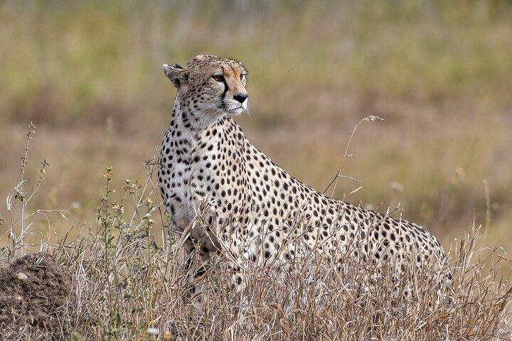 5 Days Migration Safaris