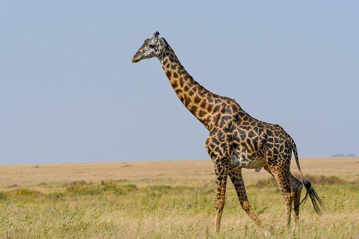5 Days Migration Safaris