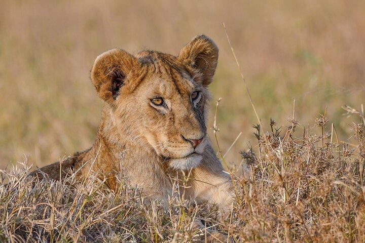 5 Days Migration Safaris