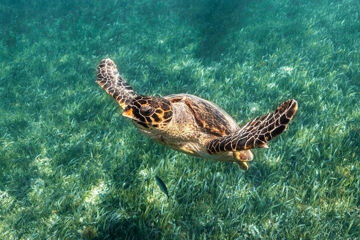 5-in-1 Cancun Snorkeling Tour with Sea Life & Transport Included