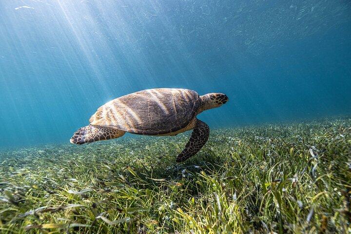 5-in-1 Cancun Snorkeling Tour with Sea Life & Transport Included
