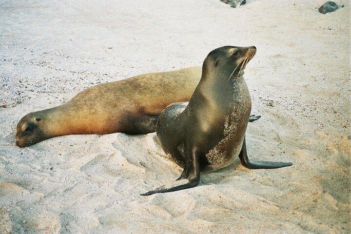 Lobos Island and Ochoa Beach Day Tour: Snorkeling & Wildlife