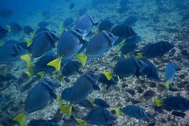 Lobos Island and Ochoa Beach Day Tour: Snorkeling & Wildlife