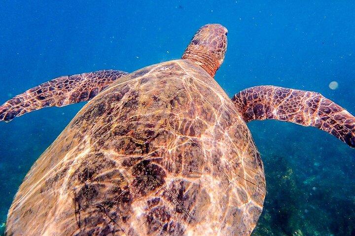 Kicker Rock Snorkeling Tour from San Cristóbal