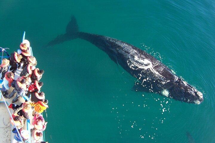 Full Day Peninsula Valdes - optional Whales Watching Navigation