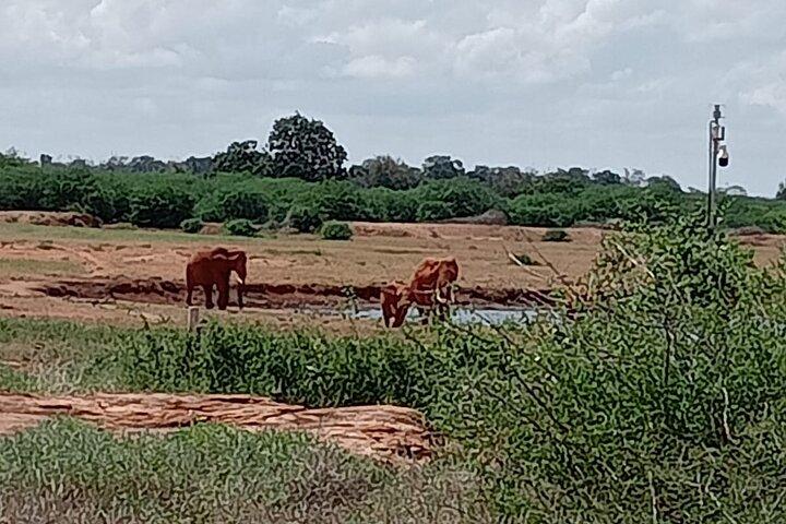 Day Trip to Amboseli National Park