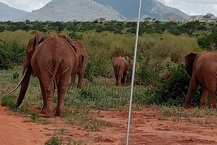 Day Trip to Amboseli National Park