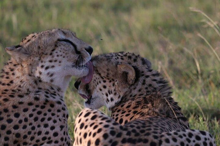 8-Day Kenya Tanzania Private Budget Camping Safari Tour