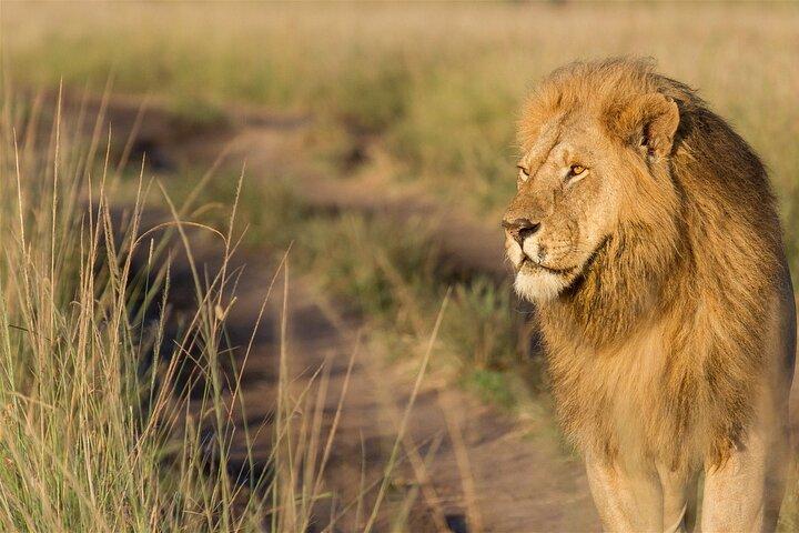 8-Day Kenya Tanzania Private Budget Camping Safari Tour