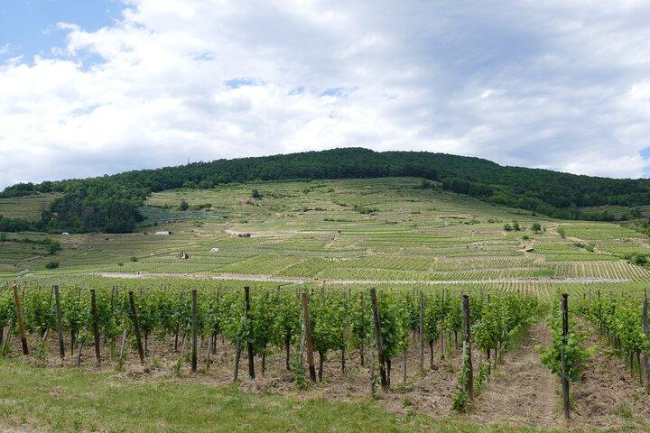 Medieval Alsace and Wine Tasting from Colmar