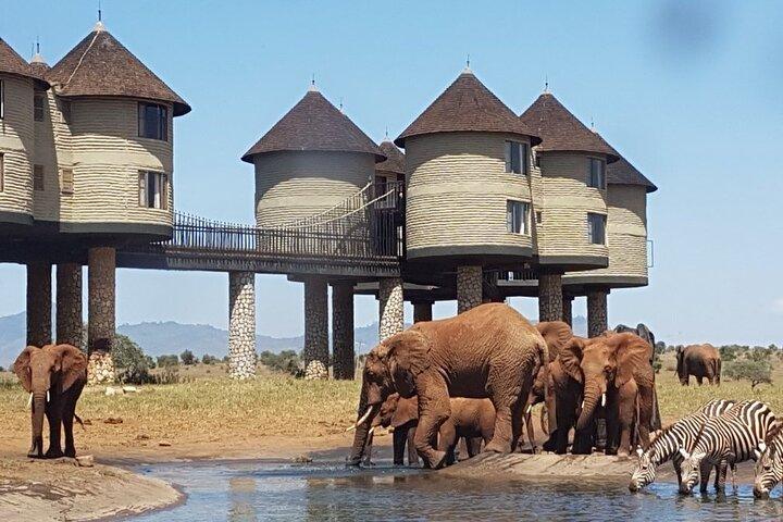 3 Days 2 Nights Safari to Saltlick Lodge from Nairobi