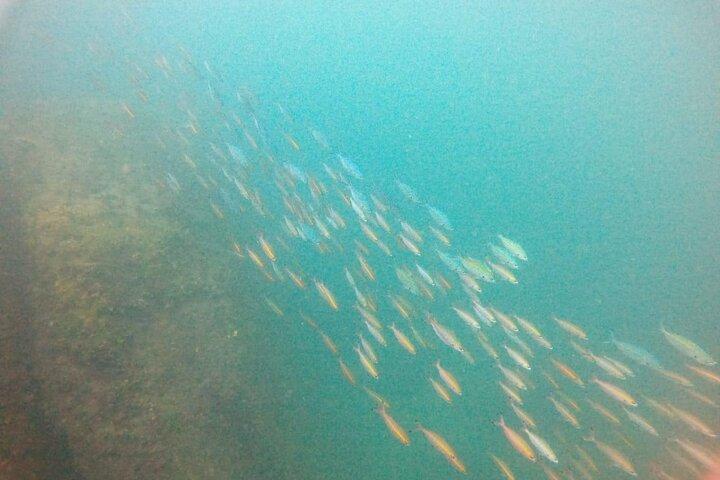 Small Group Snorkeling in Hikkaduwa