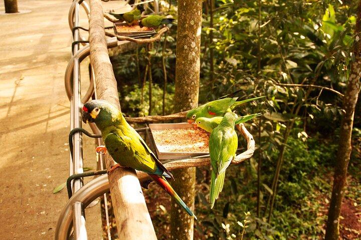 Bird Park General Admission Ticket and Tour