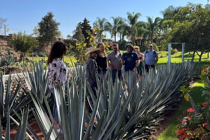 VIP Private Tequila Tour: Artisanal Distillery and Magical Town