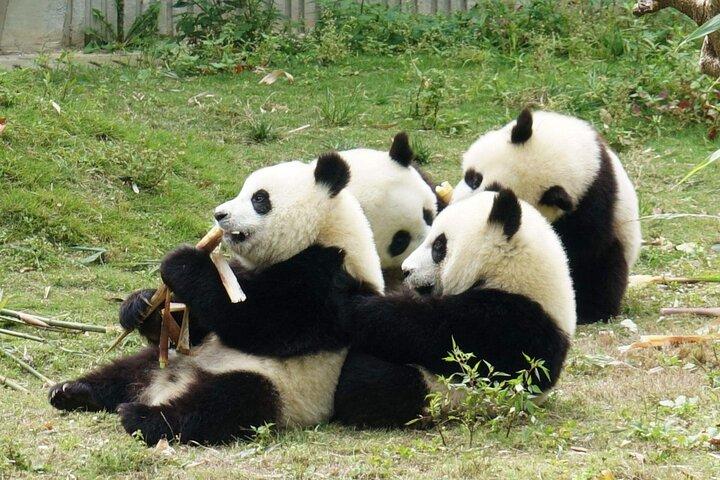 Dujiangyan or Wolong Panda Sanctuary day tour option panda keeper