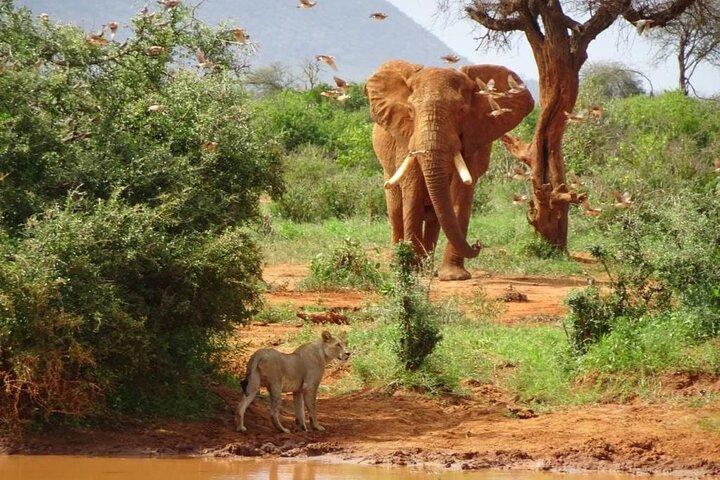 3 Days Safari Tour to Tsavo's Most Photographed Lodge