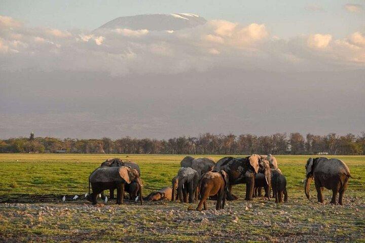 Day Tour to Amboseli National Park