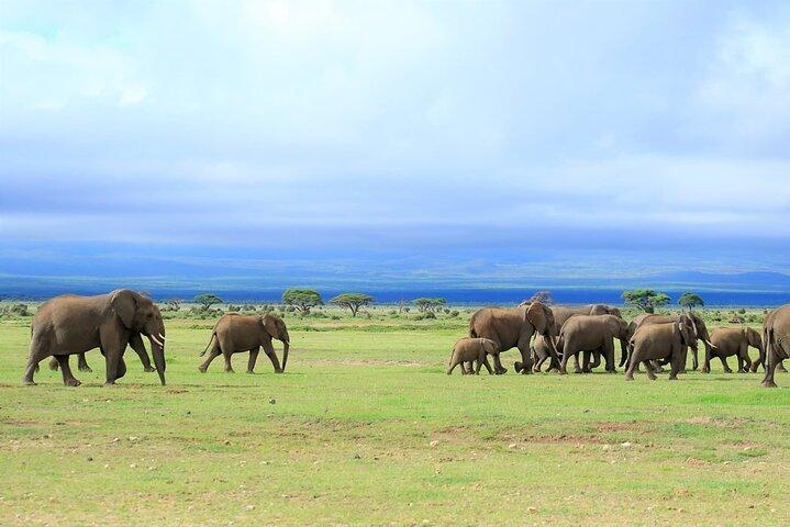 Private 3 Days 2 Nights Amboseli National Park Tour