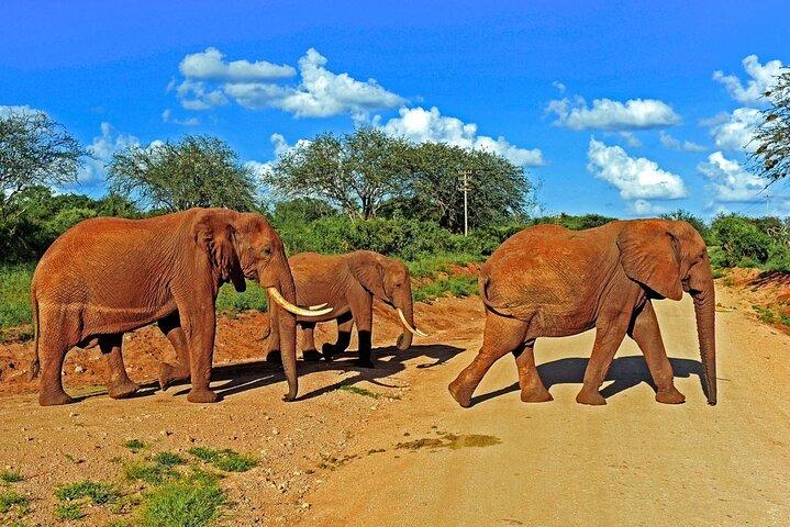 Private Tour of Tsavo East National Park from Mombasa