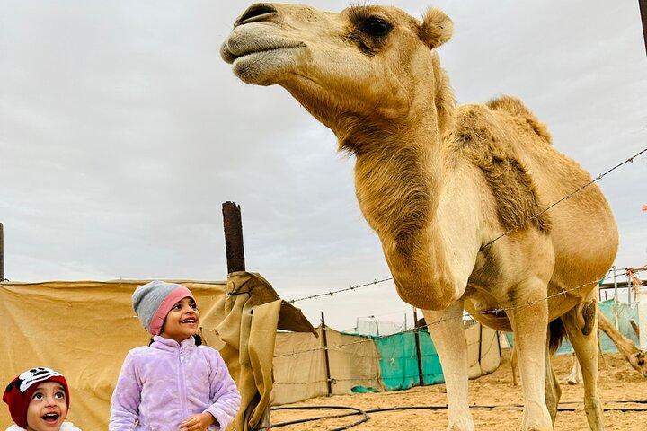 Abu Dhabi 4 hour Desert Safari, Dune Bashing and Camel Ride