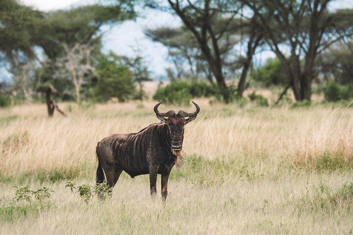 Wildlife Extravaganza: Manyara, Tarangire & Ngorongoro in 3 Days