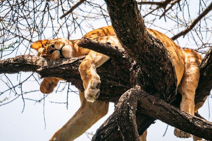 Wildlife Extravaganza: Manyara, Tarangire & Ngorongoro in 3 Days