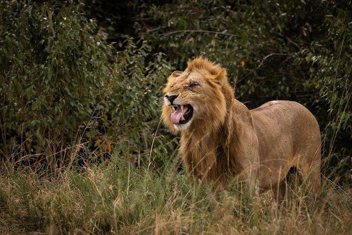 Masai Mara 3 Days 2 Nights